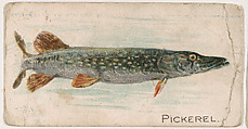Pickerel, from the Zoo Fish series (E32) issued by The Philadelphia Confections Co. to promote Zoo Caramels, The Philadelphia Confections Co. American, Commercial color lithograph