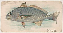 Chub, from the Zoo Fish series (E32) issued by The Philadelphia Confections Co. to promote Zoo Caramels, The Philadelphia Confections Co.  American, Commercial color lithograph