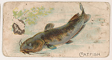 Catfish, from the Zoo Fish series (E32) issued by The Philadelphia Confections Co. to promote Zoo Caramels, The Philadelphia Confections Co.  American, Commercial color lithograph