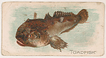 Toadfish, from the Zoo Fish series (E32) issued by The Philadelphia Confections Co. to promote Zoo Caramels, The Philadelphia Confections Co.  American, Commercial color lithograph