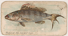 Rock-Blackfish, from the Zoo Fish series (E32) issued by The Philadelphia Confections Co. to promote Zoo Caramels, The Philadelphia Confections Co. American, Commercial color lithograph