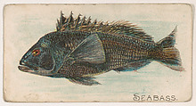 Seabass, from the Zoo Fish series (E32) issued by The Philadelphia Confections Co. to promote Zoo Caramels, The Philadelphia Confections Co. American, Commercial color lithograph