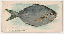 Butterfish, from the Zoo Fish series (E32) issued by The Philadelphia Confections Co. to promote Zoo Caramels, The Philadelphia Confections Co. American, Commercial color lithograph