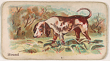 Hound, from the Zoo Dogs series (E33) issued by The Philadelphia Caramel Company to promote Zoo Caramels, Philadelphia Caramel Co., Camden, New Jersey American, Commercial color lithograph