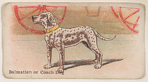 Dalmatian or Coach Dog, from the Zoo Dogs series (E33) issued by The Philadelphia Caramel Company to promote Zoo Caramels, Philadelphia Caramel Co., Camden, New Jersey  American, Commercial color lithograph