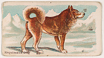 Esquimaux Dog, from the Zoo Dogs series (E33) issued by The Philadelphia Caramel Company to promote Zoo Caramels, Philadelphia Caramel Co., Camden, New Jersey  American, Commercial color lithograph
