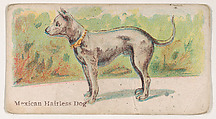 Mexican Hairless Dog, from the Zoo Dogs series (E33) issued by The Philadelphia Caramel Company to promote Zoo Caramels, Philadelphia Caramel Co., Camden, New Jersey  American, Commercial color lithograph