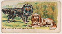 King Charles and Blenheim Spaniels, from the Zoo Dogs series (E33) issued by The Philadelphia Caramel Company to promote Zoo Caramels, Philadelphia Caramel Co., Camden, New Jersey  American, Commercial color lithograph