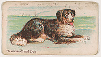 Newfoundland Dog, from the Zoo Dogs series (E33) issued by The Philadelphia Caramel Company to promote Zoo Caramels, Philadelphia Caramel Co., Camden, New Jersey  American, Commercial color lithograph