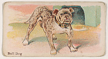 Bulldog, from the Zoo Dogs series (E33) issued by The Philadelphia Caramel Company to promote Zoo Caramels, Philadelphia Caramel Co., Camden, New Jersey  American, Commercial color lithograph