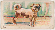 Pug, from the Zoo Dogs series (E33) issued by The Philadelphia Caramel Company to promote Zoo Caramels, Philadelphia Caramel Co., Camden, New Jersey American, Commercial color lithograph