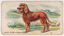 Irish Water-Spaniel, from the Zoo Dogs series (E33) issued by The Philadelphia Caramel Company to promote Zoo Caramels, Philadelphia Caramel Co., Camden, New Jersey American, Commercial color lithograph