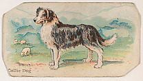 Collie Dog, from the Zoo Dogs series (E33) issued by The Philadelphia Caramel Company to promote Zoo Caramels, Philadelphia Caramel Co., Camden, New Jersey American, Commercial color lithograph