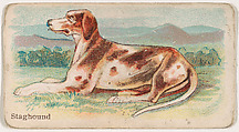 Staghound, from the Zoo Dogs series (E33) issued by The Philadelphia Caramel Company to promote Zoo Caramels, Philadelphia Caramel Co., Camden, New Jersey American, Commercial color lithograph