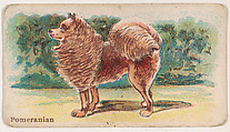 Pomeranian, from the Zoo Dogs series (E33) issued by The Philadelphia Caramel Company to promote Zoo Caramels, Philadelphia Caramel Co., Camden, New Jersey American, Commercial color lithograph