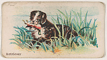 Retriever, from the Zoo Dogs series (E33) issued by The Philadelphia Caramel Company to promote Zoo Caramels, Philadelphia Caramel Co., Camden, New Jersey American, Commercial color lithograph