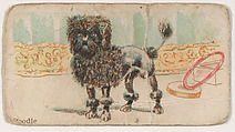 Poodle, from the Zoo Dogs series (E33) issued by The Philadelphia Caramel Company to promote Zoo Caramels, Philadelphia Caramel Co., Camden, New Jersey American, Commercial color lithograph