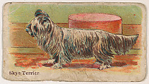 Skye Terrier, from the Zoo Dogs series (E33) issued by The Philadelphia Caramel Company to promote Zoo Caramels, Philadelphia Caramel Co., Camden, New Jersey American, Commercial color lithograph