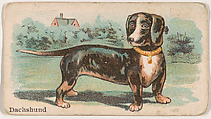 Dachshund, from the Zoo Dogs series (E33) issued by The Philadelphia Caramel Company to promote Zoo Caramels, Philadelphia Caramel Co., Camden, New Jersey American, Commercial color lithograph
