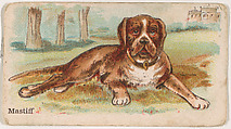Mastiff, from the Zoo Dogs series (E33) issued by The Philadelphia Caramel Company to promote Zoo Caramels, Philadelphia Caramel Co., Camden, New Jersey  American, Commercial color lithograph
