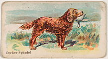 Cocker Spaniel, from the Zoo Dogs series (E33) issued by The Philadelphia Caramel Company to promote Zoo Caramels, Philadelphia Caramel Co., Camden, New Jersey  American, Commercial color lithograph