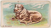 Saint Bernard, from the Zoo Dogs series (E33) issued by The Philadelphia Caramel Company to promote Zoo Caramels, Philadelphia Caramel Co., Camden, New Jersey American, Commercial color lithograph