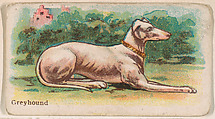 Greyhound, from the Zoo Dogs series (E33) issued by The Philadelphia Caramel Company to promote Zoo Caramels, Philadelphia Caramel Co., Camden, New Jersey American, Commercial color lithograph