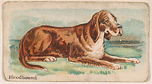 Bloodhound, from the Zoo Dogs series (E33) issued by The Philadelphia Caramel Company to promote Zoo Caramels, Philadelphia Caramel Co., Camden, New Jersey American, Commercial color lithograph