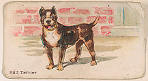 Bull Terrier, from the Zoo Dogs series (E33) issued by The Philadelphia Caramel Company to promote Zoo Caramels, Philadelphia Caramel Co., Camden, New Jersey American, Commercial color lithograph