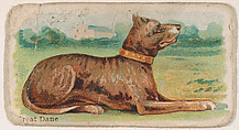 Great Dane, from the Zoo Dogs series (E33) issued by The Philadelphia Caramel Company to promote Zoo Caramels, Philadelphia Caramel Co., Camden, New Jersey  American, Commercial color lithograph