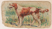 Setter, from the Zoo Dogs series (E33) issued by The Philadelphia Caramel Company to promote Zoo Caramels, Philadelphia Caramel Co., Camden, New Jersey  American, Commercial color lithograph