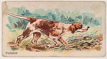 Pointer, from the Zoo Dogs series (E33) issued by The Philadelphia Caramel Company to promote Zoo Caramels, Philadelphia Caramel Co., Camden, New Jersey  American, Commercial color lithograph