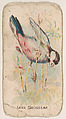 Java Grosbeak, from the Bird Cards series (E34), issued by Keystone Confections to promote Warbler Caramels, Keystone Confections  American, Commercial color lithograph