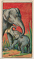 Baby Elephant, from The Circus series (E44) issued by Messer's Gum, Messer's Gum American, Commercial color lithograph