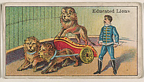 Educated Lions, from The Circus series (E44) issued by Messer's Gum, Messer's Gum American, Commercial color lithograph