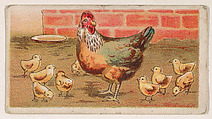 Rooster in yard surrounded by young chicks, from the Easter Subjects series (E45) issued by the American Caramel Company to promote Easter Caramels, American Caramel Company, Philadelphia American, Commercial color lithograph