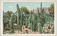 A California Cactus Garden, No. 6193, Detroit Publishing Company  American, Photochrom