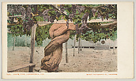 Grape Vine, Carpenteria, California, No. 6181, Detroit Publishing Company  American, Photochrom