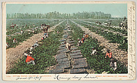Drying Raisin Grapes in California, No. 7494, Detroit Publishing Company  American, Photochrom