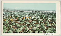 A California Melon Field, No. 7496, Detroit Publishing Company  American, Photochrom