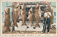 World's Record Catch of Sea Bass, Santa Catalina Island, California, No. 8400, Detroit Publishing Company  American, Photochrom