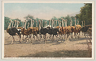Charge of the Light Brigade, Cawston Ostrich Farm, South Pasadena, California, No. 9116, Detroit Publishing Company  American, Photochrom