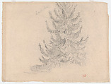 Fir Tree, Eugène Delacroix  French, Graphite