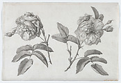 Two Roses, Anne Vallayer-Coster  French, Pen and gray ink, brush and gray wash, over black chalk