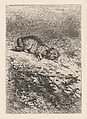 Wild Cat, from "Eaux-Fortes Animaux & Paysages", Karl Bodmer  Swiss, Etching
