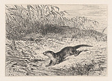 An Otter, from "Eaux-Fortes Animaux & Paysages", Karl Bodmer  Swiss, Etching
