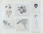 Botanical illustration: Viola arvensis, Félix Leblanc (French, born Paris, 1823), Steel engraving