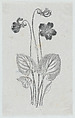Botanical illustration, Félix Leblanc (French, born Paris, 1823), Steel engraving
