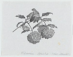 Botanical illustration: Viburnum opulus Sterilis, Félix Leblanc (French, born Paris, 1823), Steel engraving