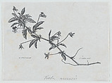 Botanical illustration: Viola arvensis, Félix Leblanc (French, born Paris, 1823), Steel engraving